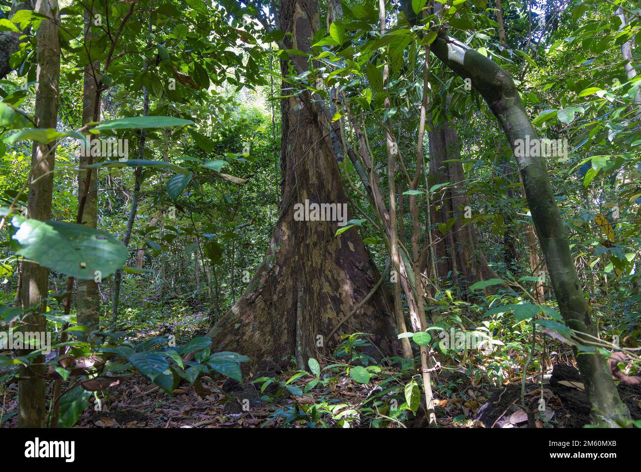 Aphanamixis polystachya, the pithraj tree in Cat Tien NP, Vietnam Stock Photo