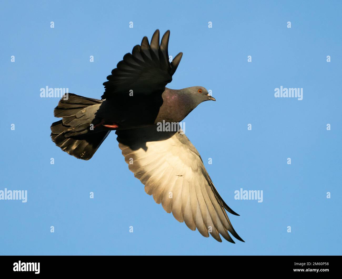 Dove silhouette flying bird hi-res stock photography and images - Alamy