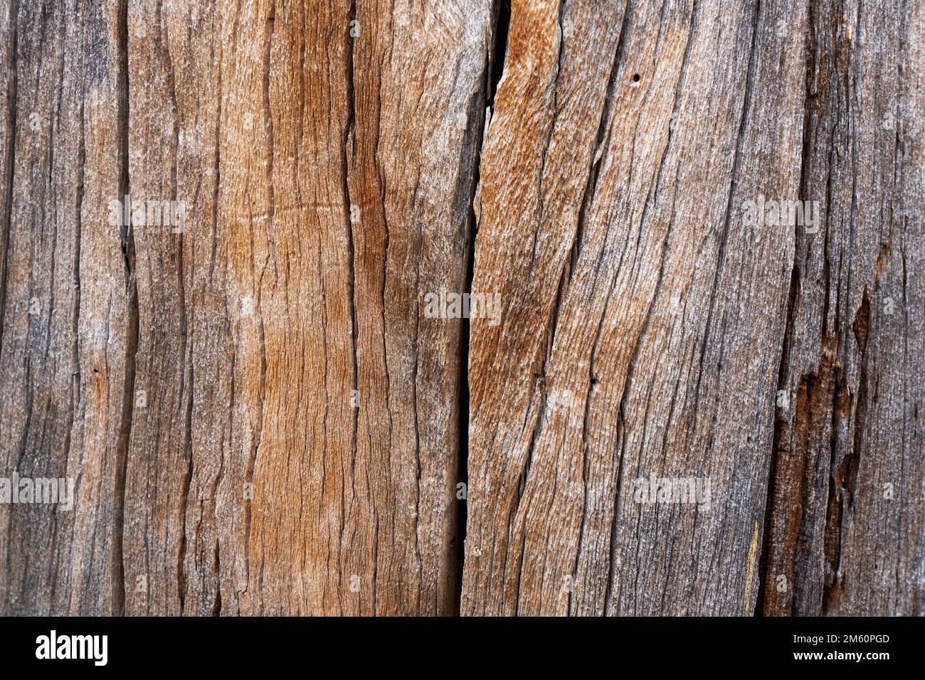 A pattern of an old dead Pine tree trunk in Oulanka National Park, Northern Finland Stock Photo