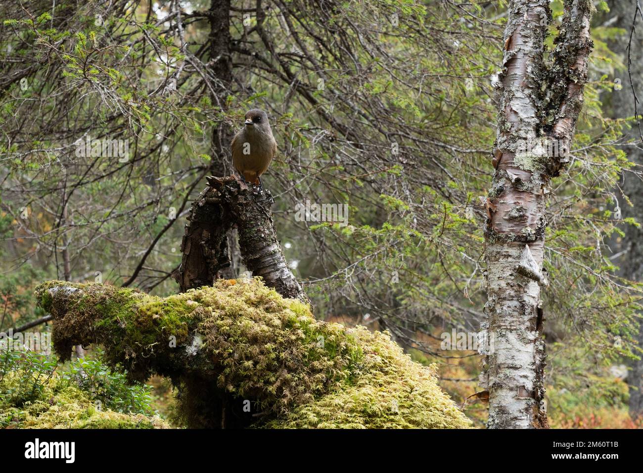 Siberian jay perched and observing in an old-growth forest in Valtavaara near Kuusamo, Northern Finland Stock Photo