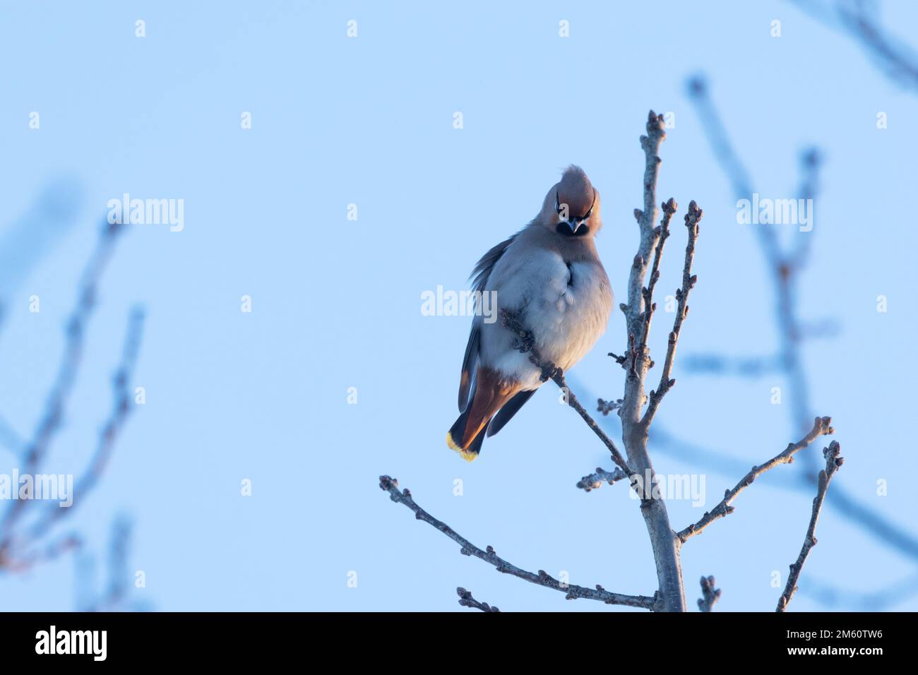 Bohemian waxwing perched and cleaning feathers on a winter day in Estonia, Northern Europe Stock Photo