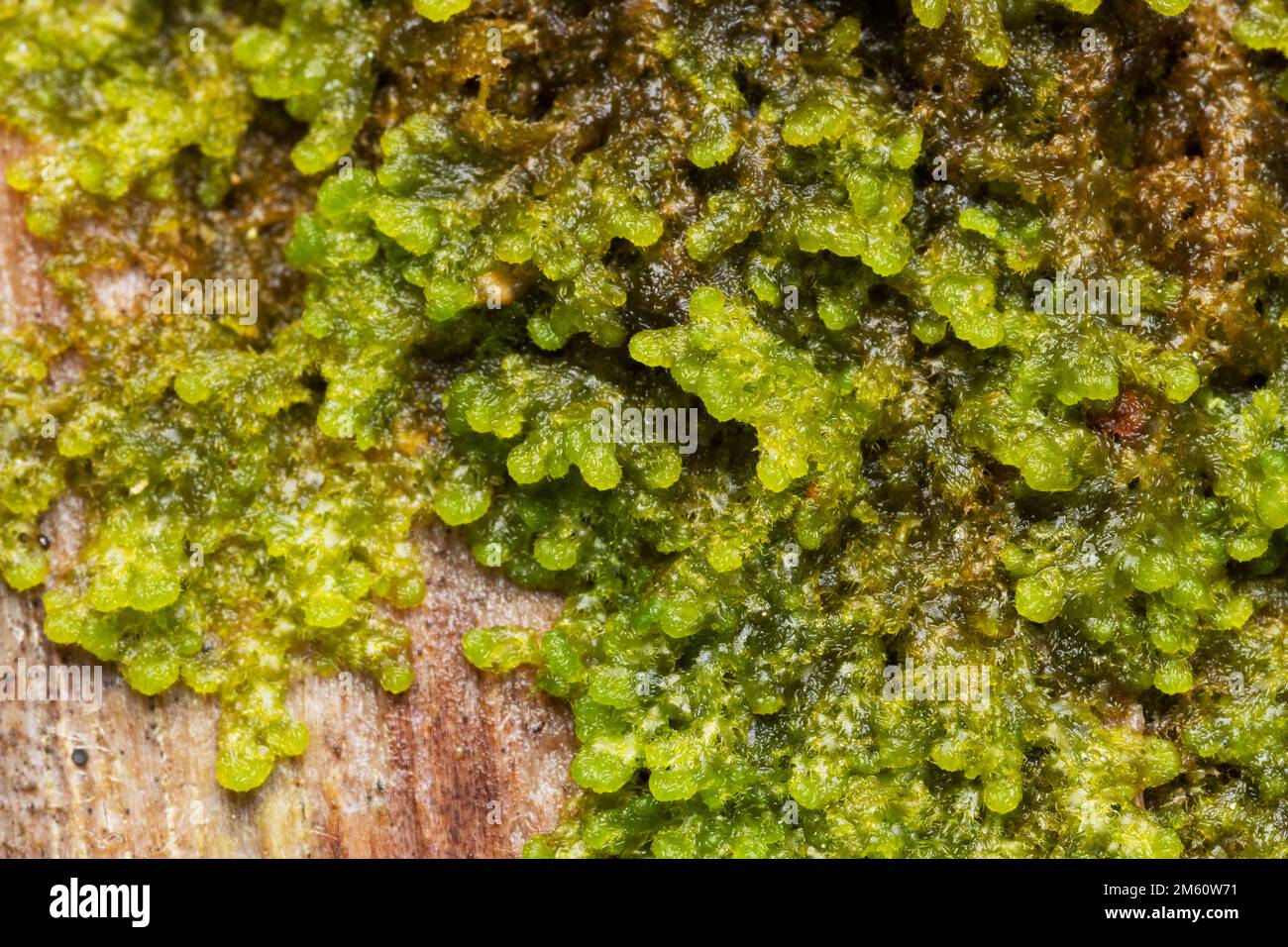 A close-up of Tree fringewort growing on a decaying wood in an old-growth forest in Estonia, Northern Europe Stock Photo