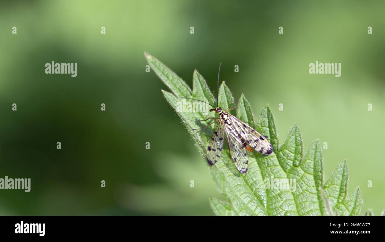 a single common scorpionfly (Panorpa communis) resting on a green leaf Stock Photo
