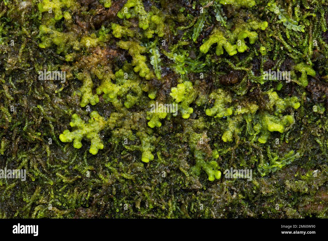 Close-up of Tree fringewort and Rustwort growing on a decaying wood in an old-growth forest in Estonia, Northern Europe Stock Photo