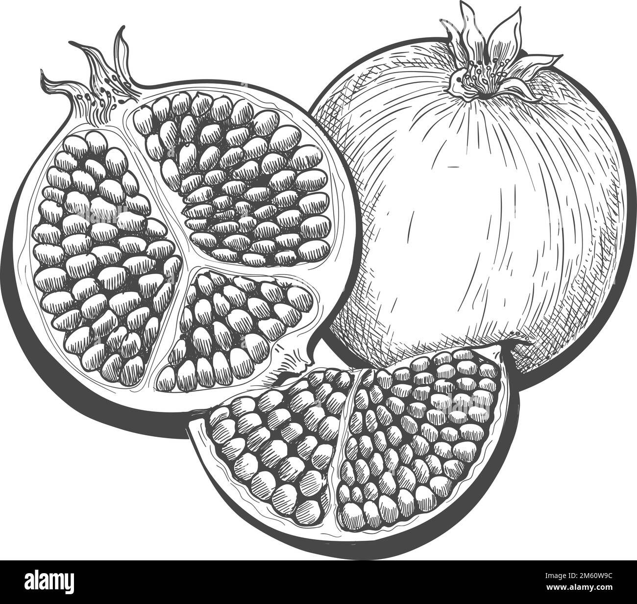 Pomegranate fruit engraving Stock Vector