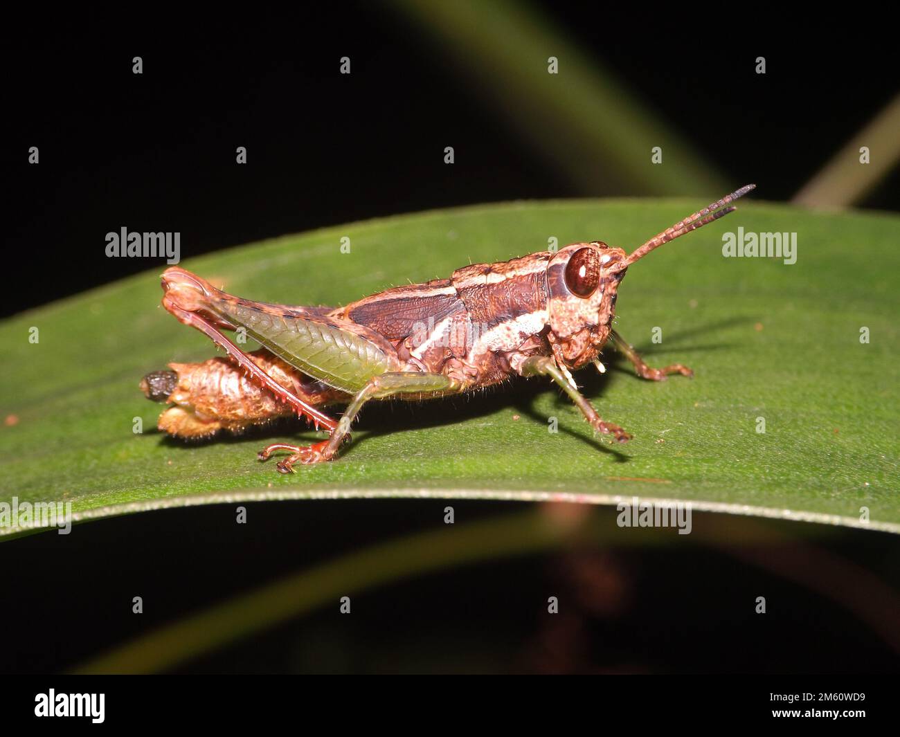 close up of a tropical Short-horned grasshopper on a green leaf Stock Photo