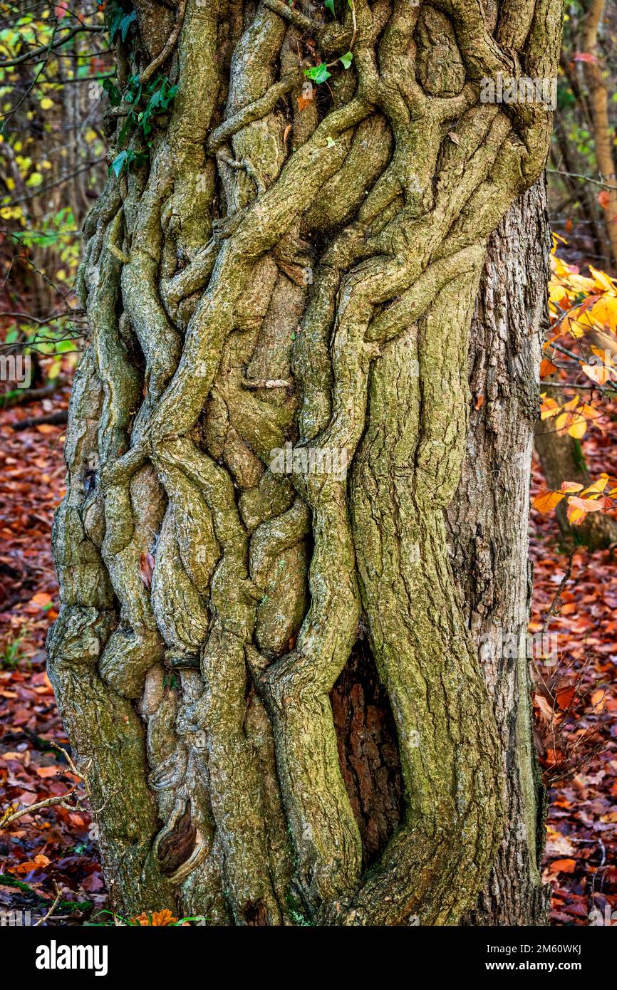 A tree with Ivy growing up it Stock Photo