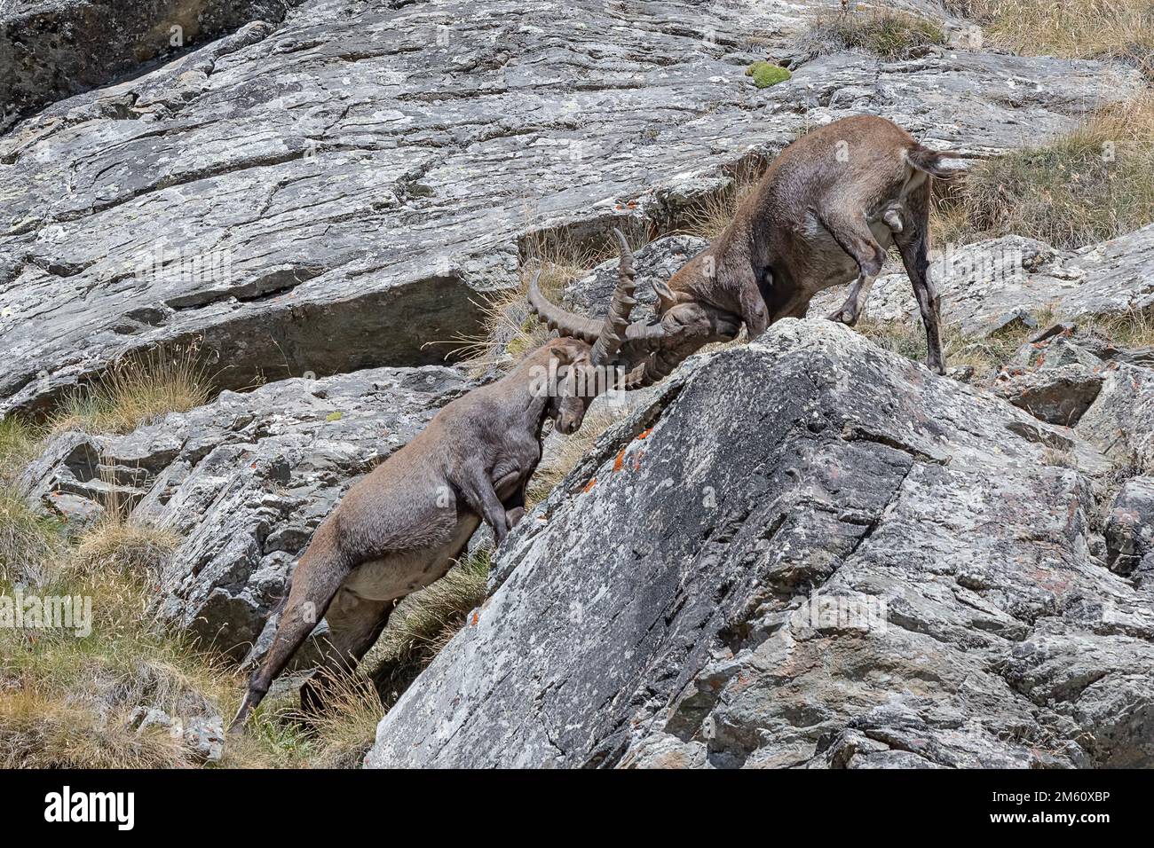 The fight (Capra ibex) Stock Photo