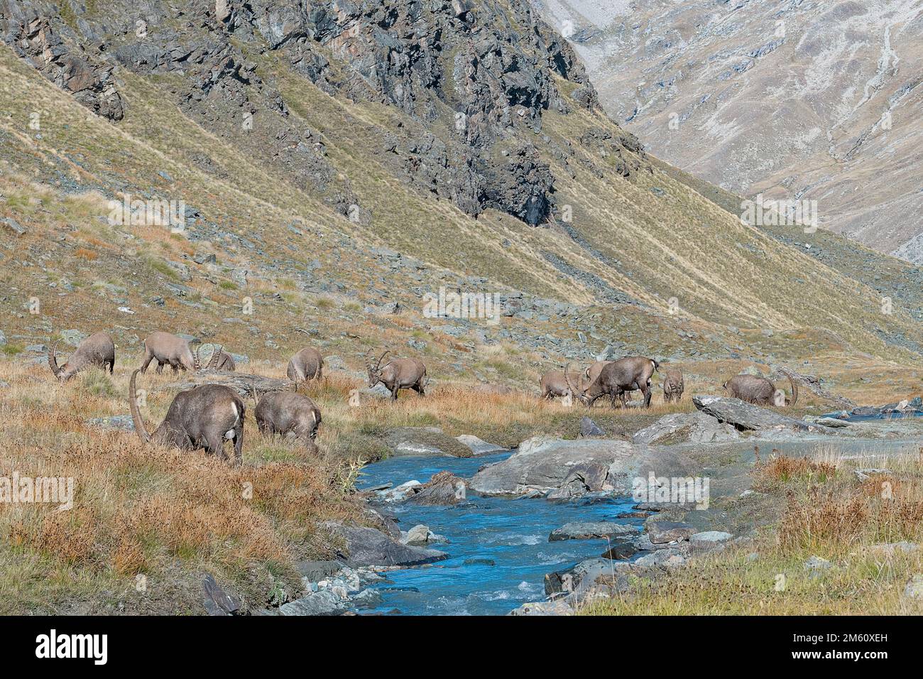 Herd of ibexes males on the riverside (Capra ibex) Stock Photo