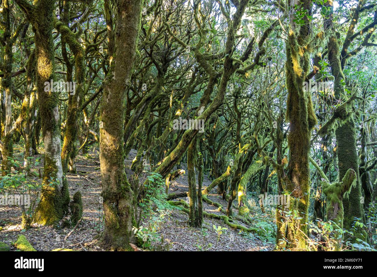 Wald im Nationalpark Garajonay, UNESCO Welterbe auf der Insel La Gomera, Kanarische Inseln, Spanien |  Garajonay National Park  forest on La Gomera, C Stock Photo