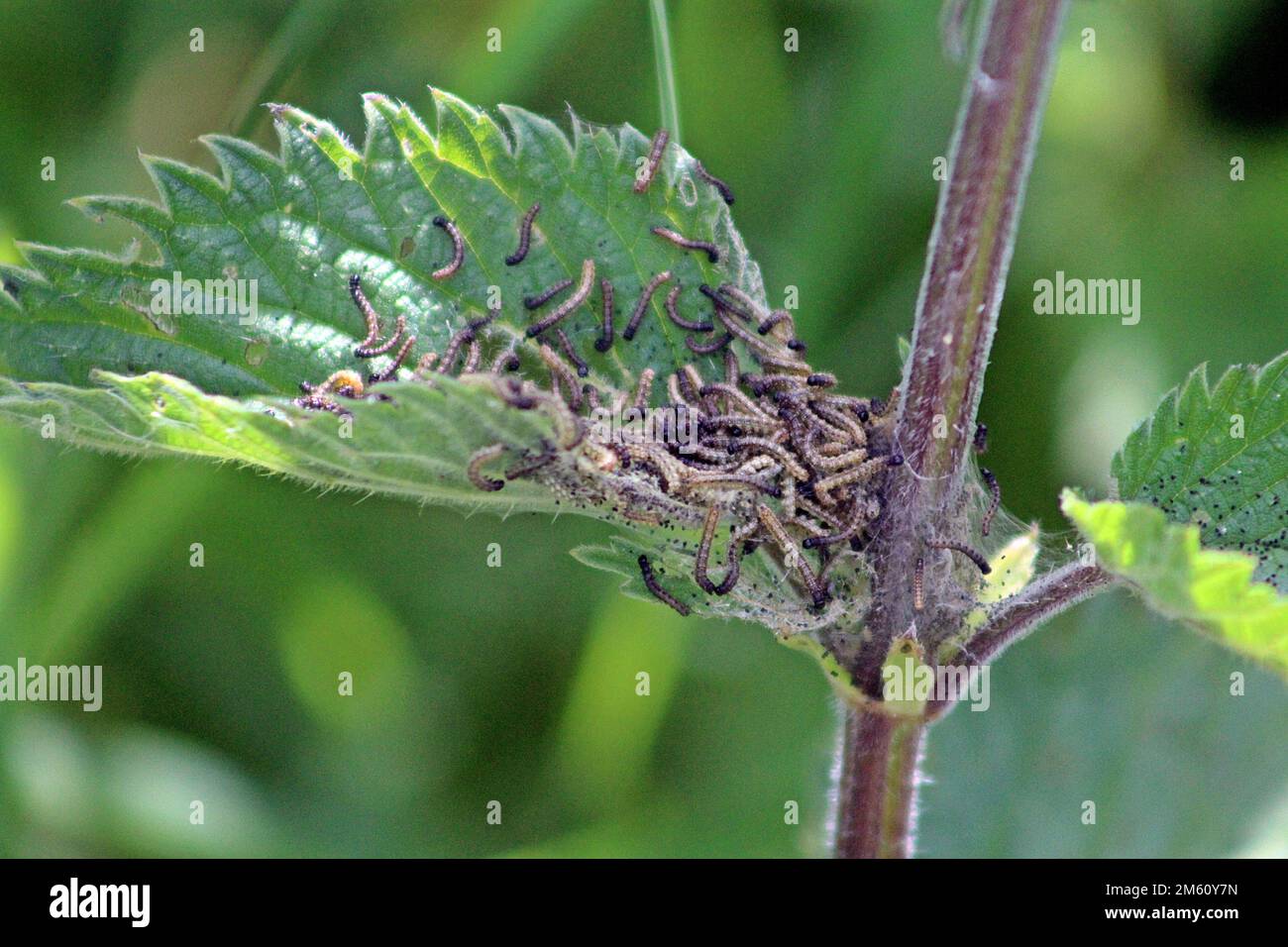 many insect caterpillar eating nettle leaf Stock Photo