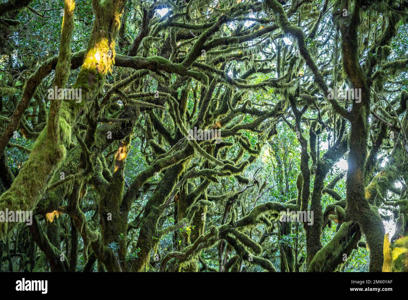 Wald im Nationalpark Garajonay, UNESCO Welterbe auf der Insel La Gomera, Kanarische Inseln, Spanien |  Garajonay National Park  forest on La Gomera, C Stock Photo