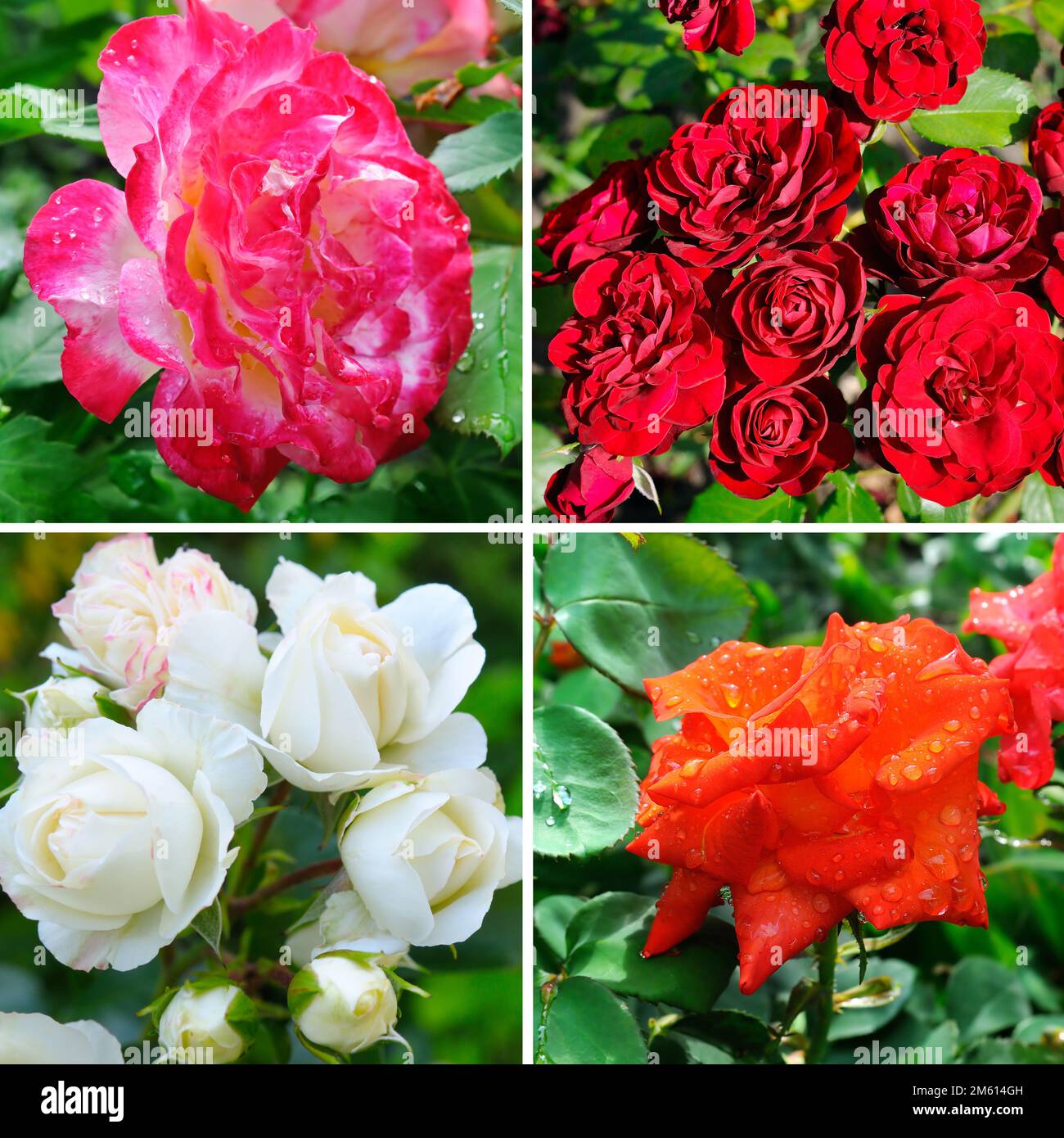 Pink Roses College Collage rosa hi-res stock photography and images - Alamy