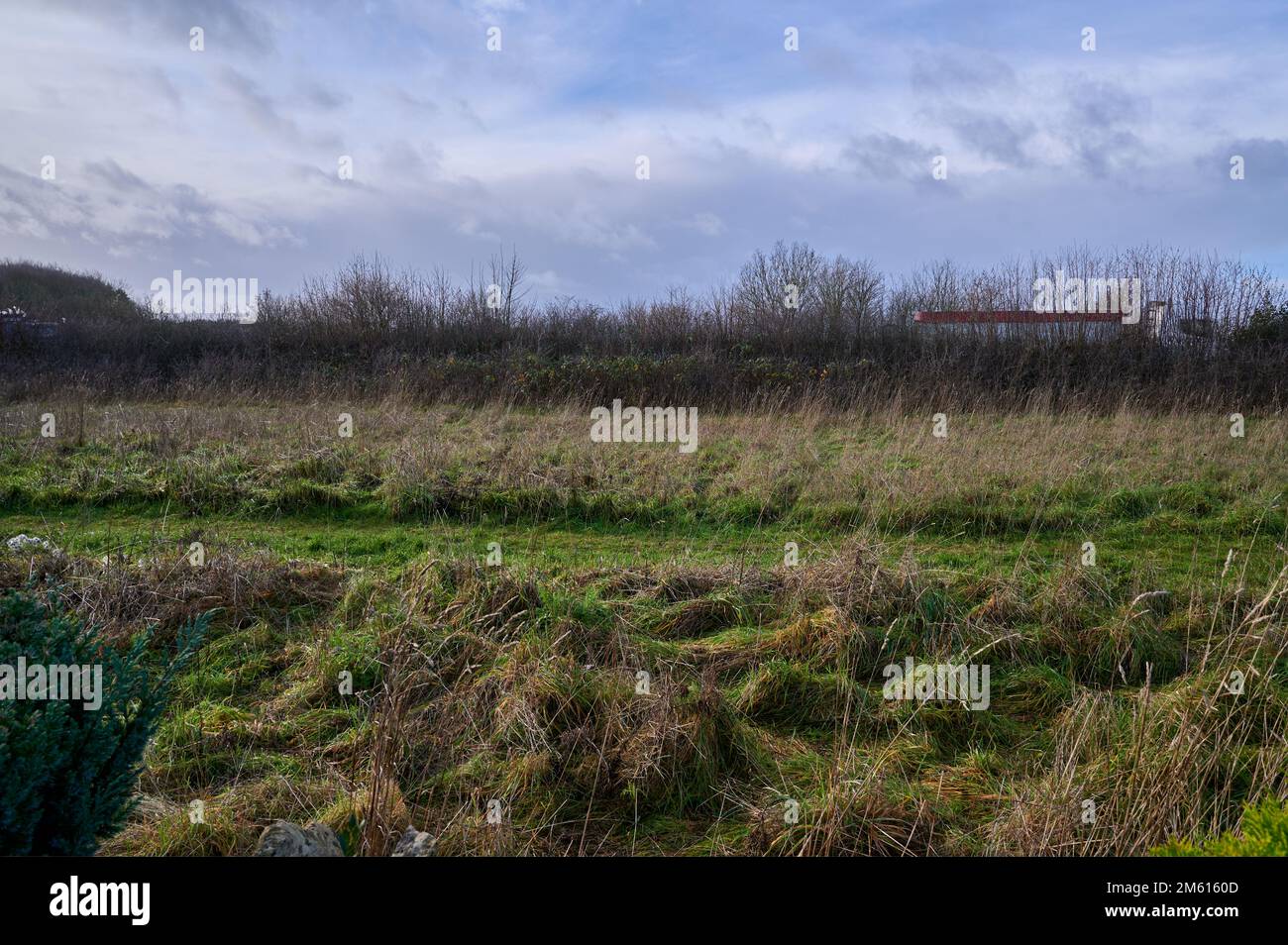 Pathway through long grass in front of hedgerow in parallel Stock Photo