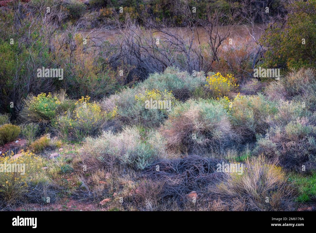 Diverse flora hi-res stock photography and images - Alamy