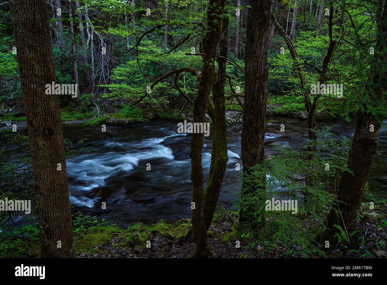 Springtime in the Tremont Section of Great Smoky Mountains National