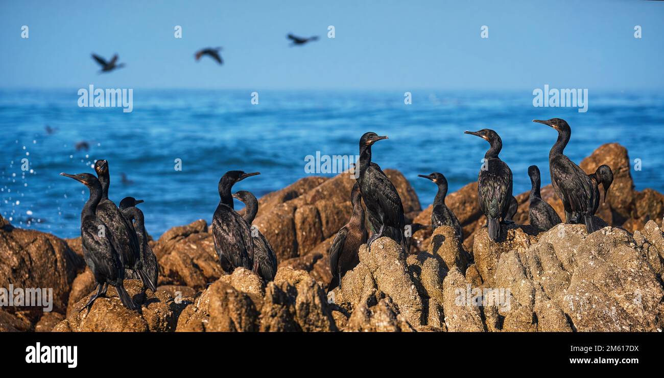 Brandt’s Cormorants sunning on the rocky coast of Monterey Bay in California Stock Photo