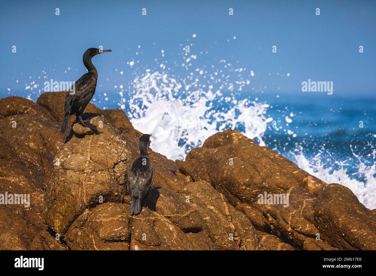 Brandt’s Cormorants sunning on the rocky coast of Monterey Bay in California Stock Photo
