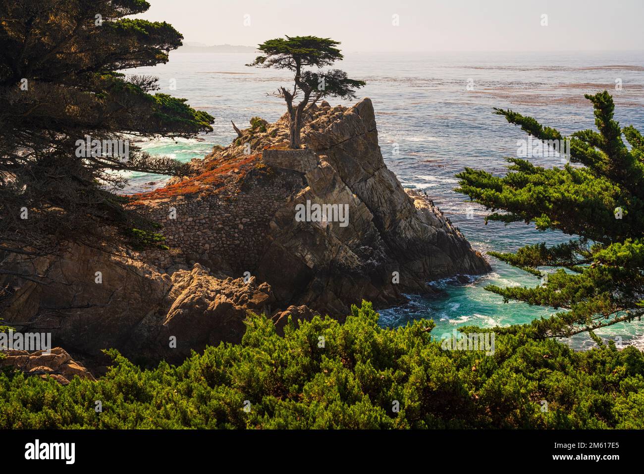 The iconic Lone Cypress on 17 Mile Drive near Monterey and Carmel, California Stock Photo