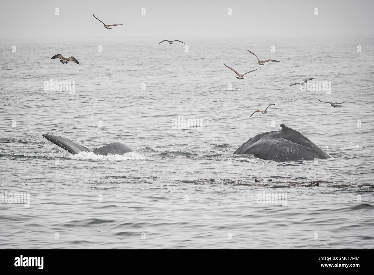 Humpback whale watching in Monterey Bay, California Stock Photo