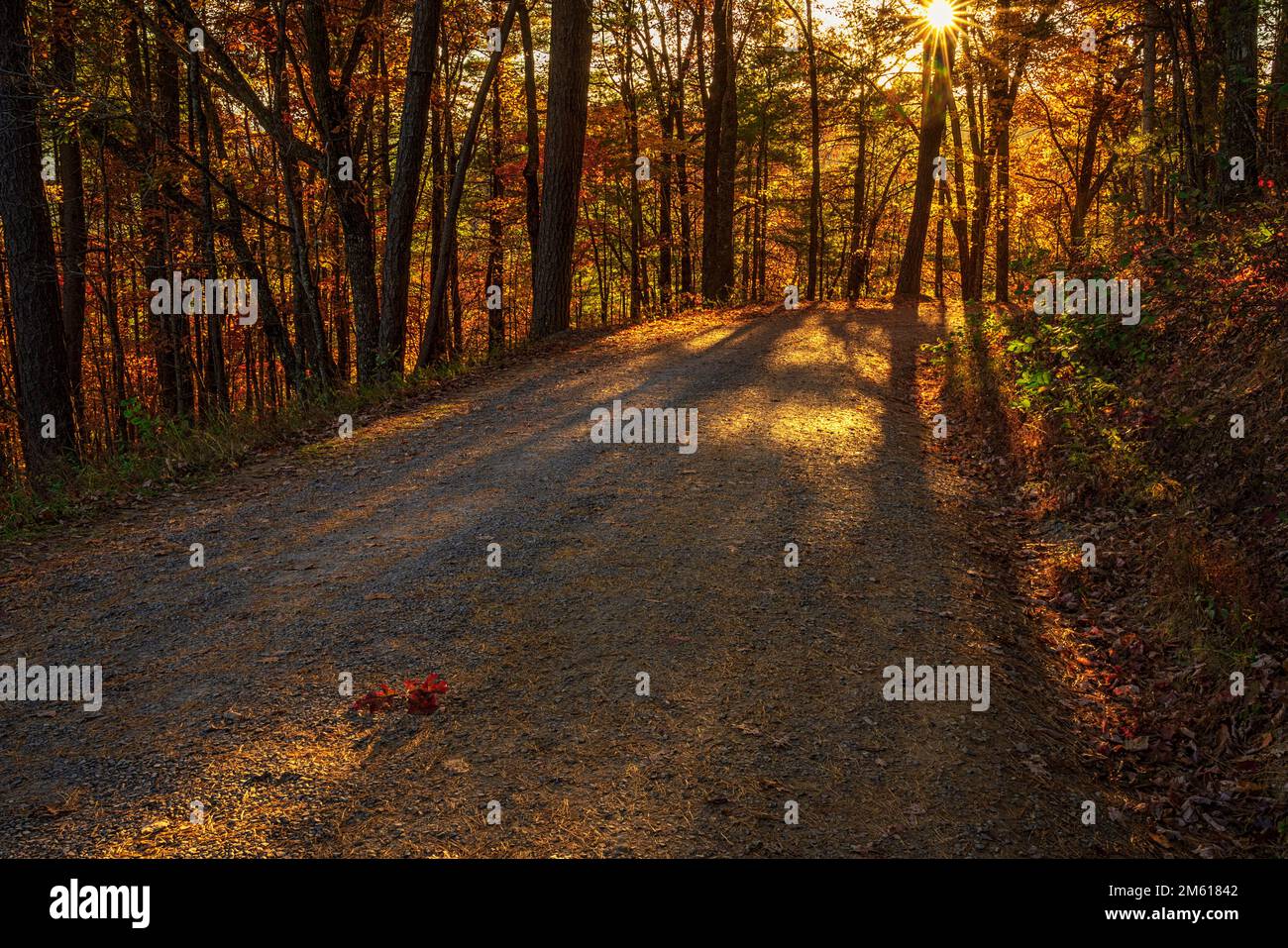 Sun shining through autumn forest in Great Smoky Mountain National Park in Tennessee Stock Photo