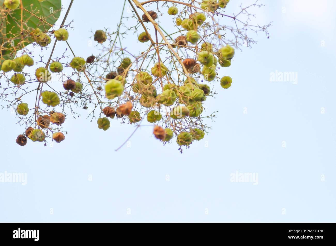 Tectona grandis, Teak or LAMIACEAE or teak plant or teak seed or teak flower and sky background Stock Photo