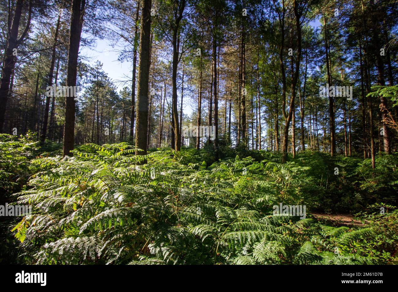 Bright green ferns plants hi-res stock photography and images - Alamy
