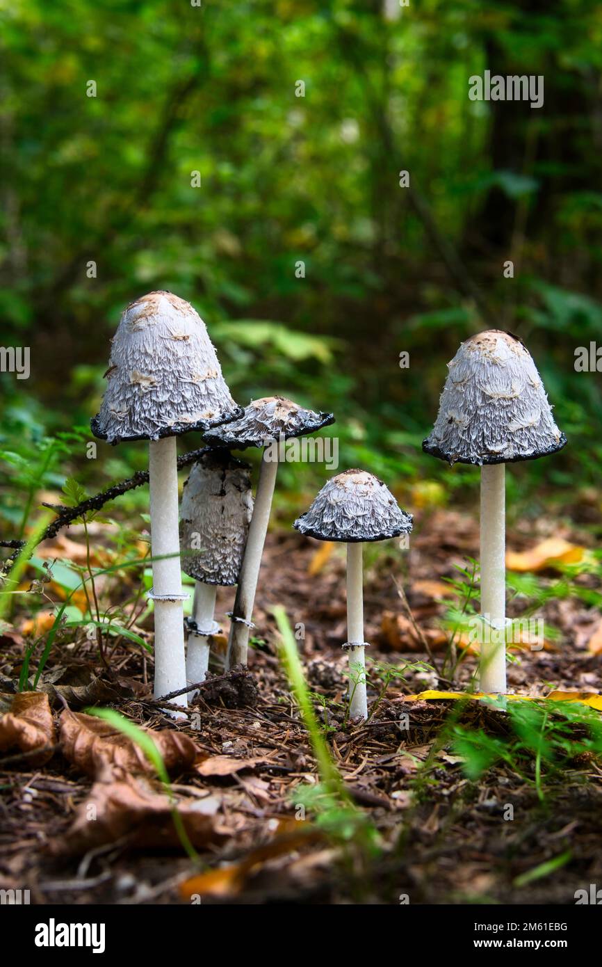 A vertical shot of wild textured fungus growing on a forest floor Stock ...