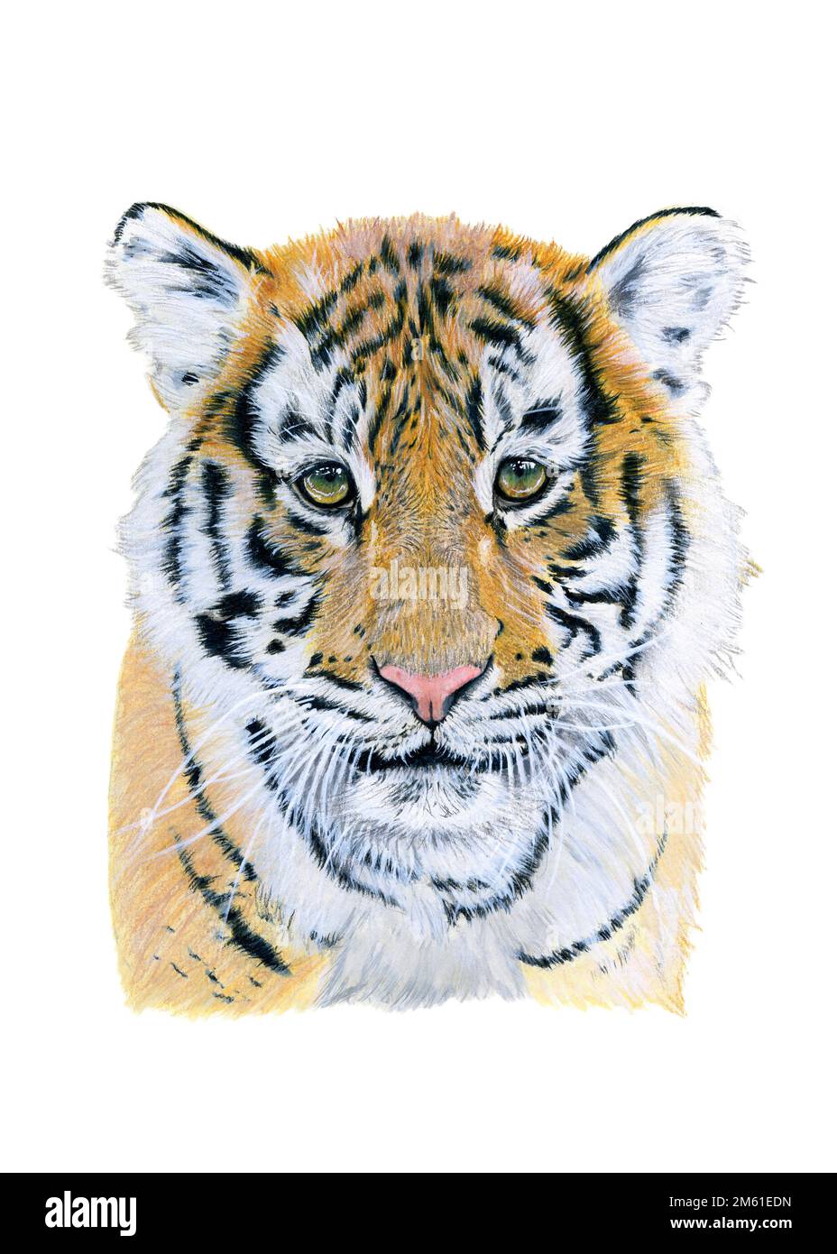 Watercolor illustration of a baby tiger portrait. Hand drawn animal on ...