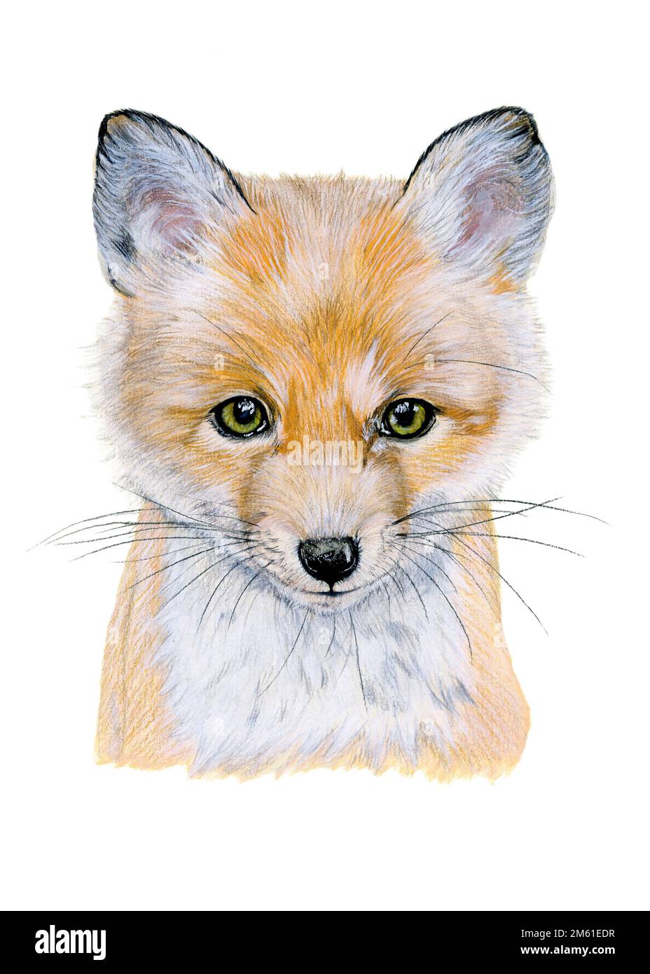 Watercolor illustration of a baby red fox portrait. Hand drawn animal on white Stock Photo