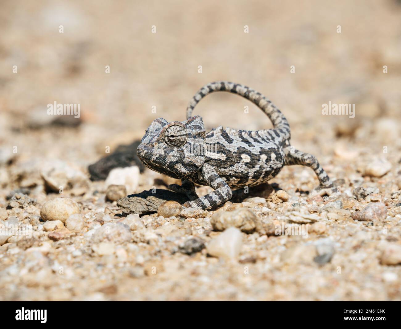 Africa, Namibia, Namaqua chameleon in namib desert, close up Stock Photo