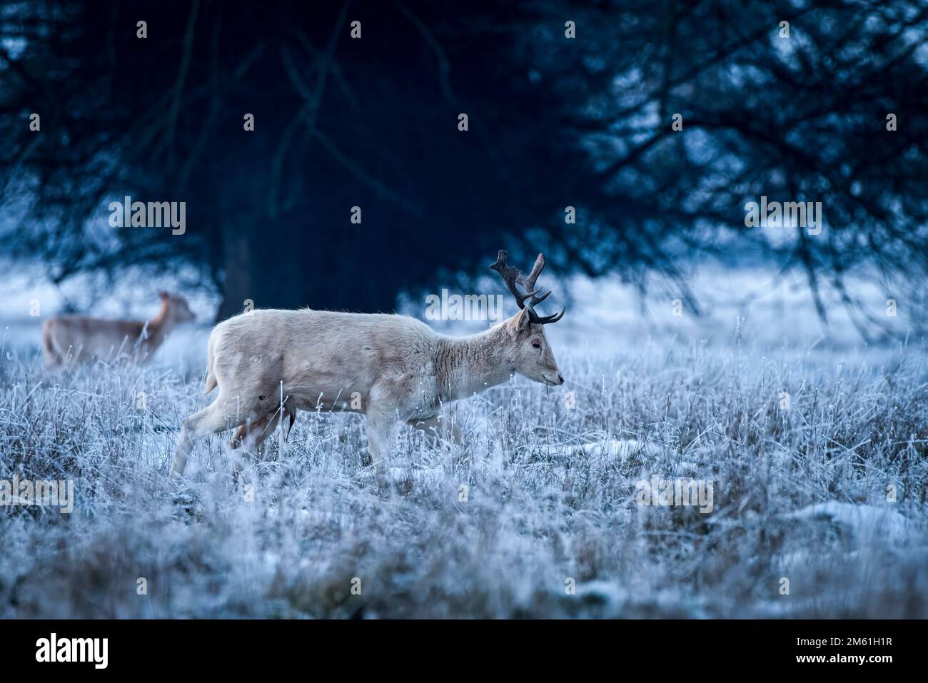 Albino fallow deer stag in winter snow at twilight. Stock Photo