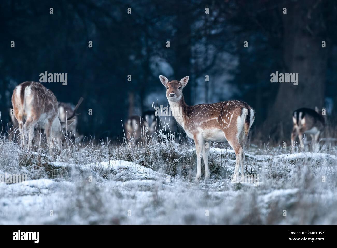 Fallow deer hind in winter snow at twilight, looking at camera. Stock Photo