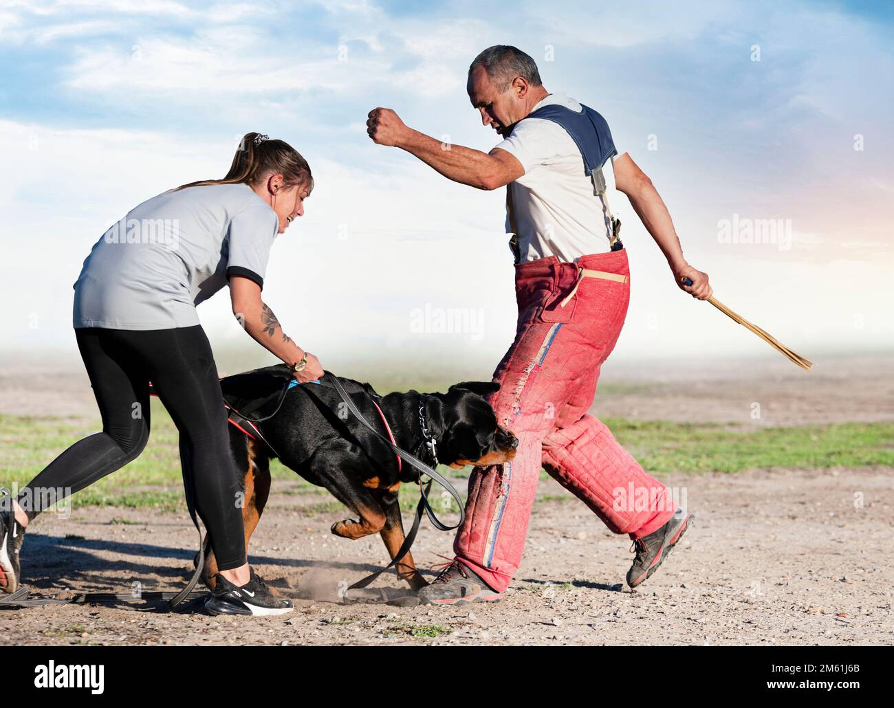 Sport Rottweiler K9 police training hi-res stock photography and images - Alamy
