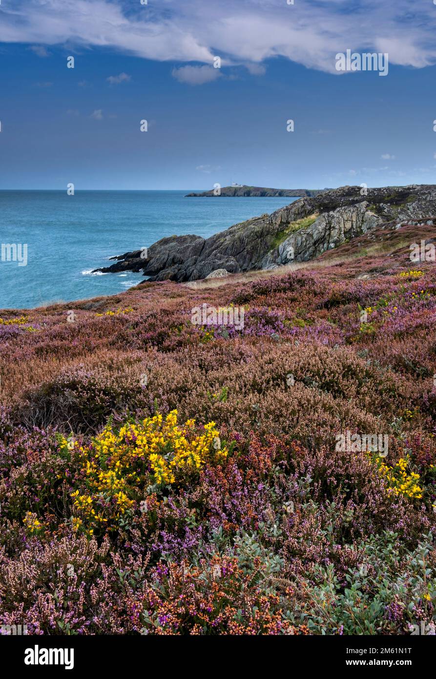 Heather on the Anglesey Coast Path looking to Point Lynas Lighthouse, near Amlwch, Anglesey, North Wales, UK Stock Photo