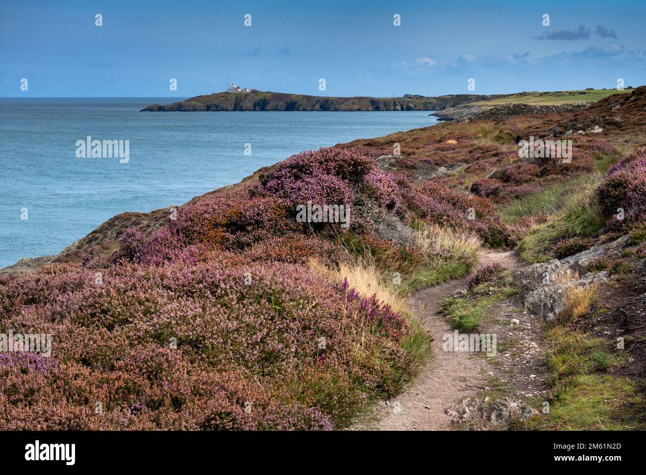 Heather on the Anglesey Coast Path looking to Point Lynas Lighthouse, near Amlwch, Anglesey, North Wales, UK Stock Photo