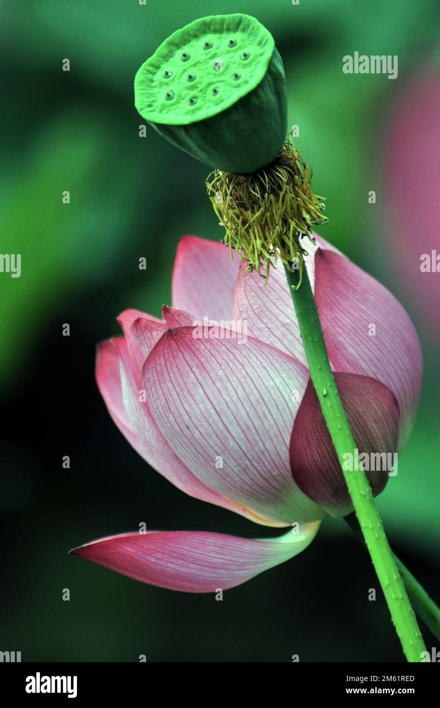 Blossoming lotus flower Stock Photo - Alamy