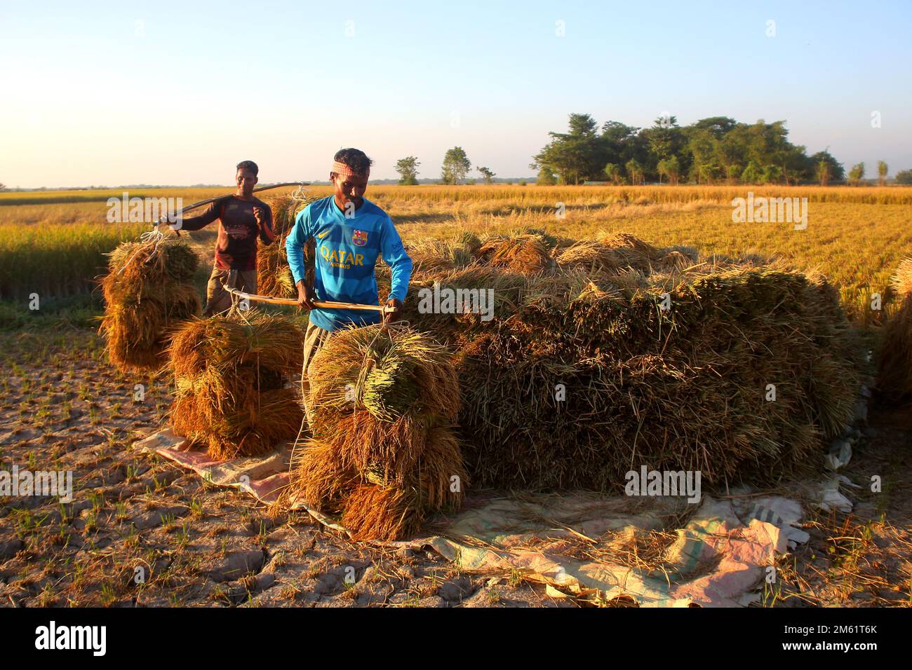 Farmers are picking ripe paddy. Sylhet, Bangladesh, 4 December 2022. Stock Photo