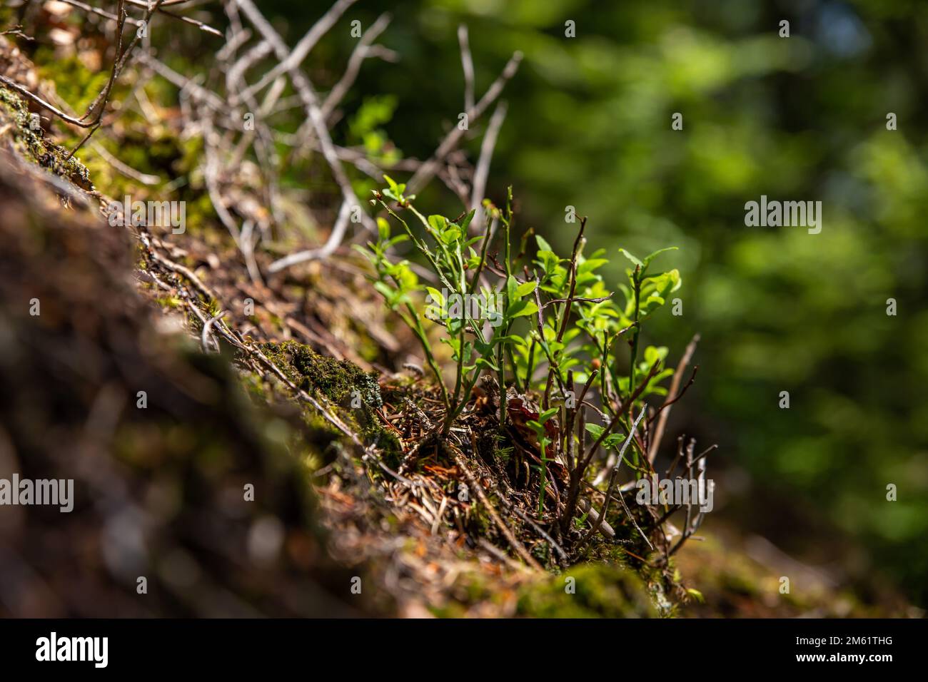 Plants growing out rock hi-res stock photography and images - Alamy