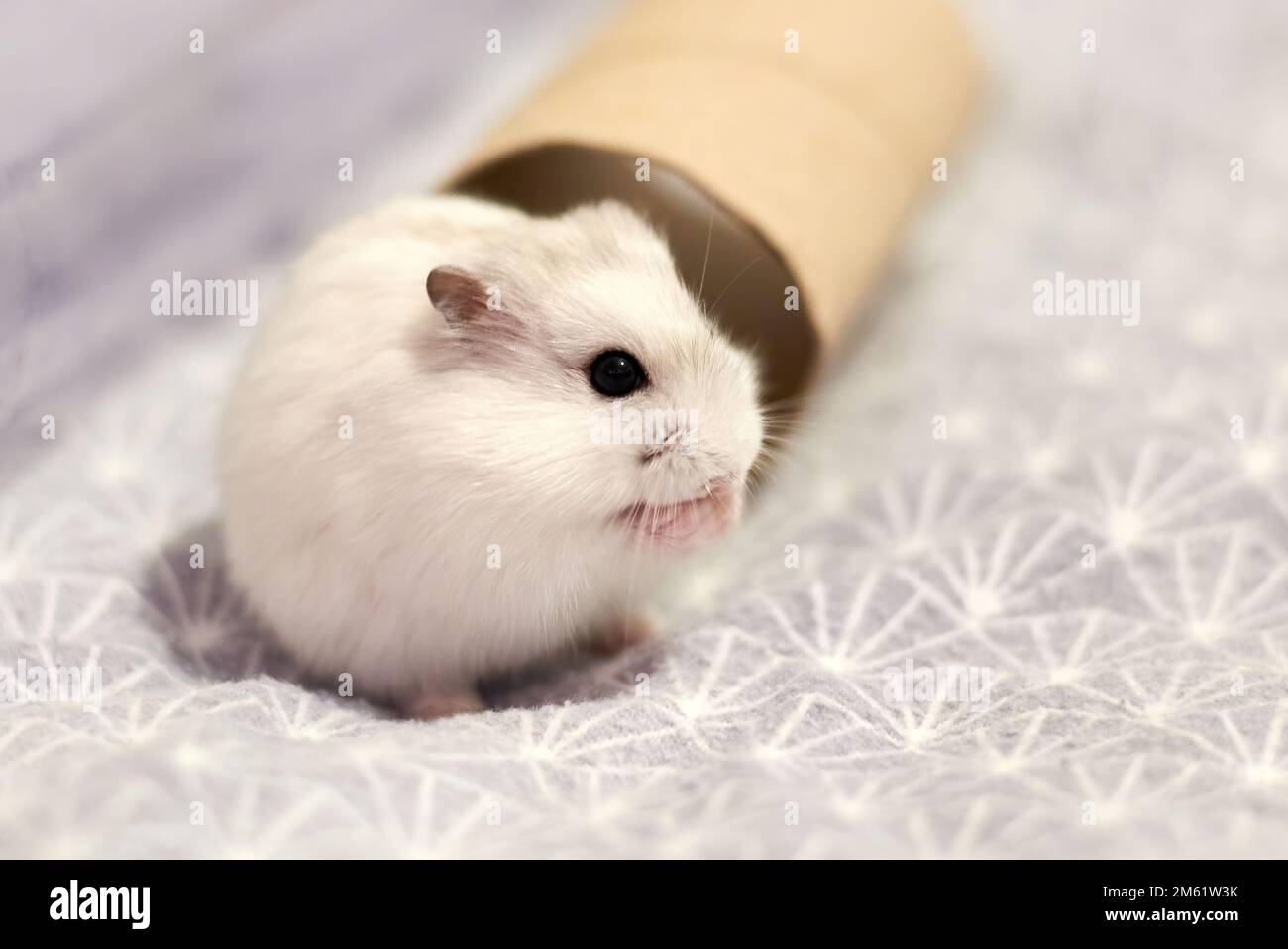 Winter white dwarf hamster  (Phodopus sungorus) Stock Photo