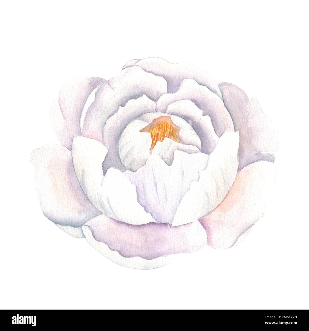 White watercolor peony flower. Hand drawn botanical illustration isolated on white background. Can be used for greeting cards, bouquets, wedding Stock Photo