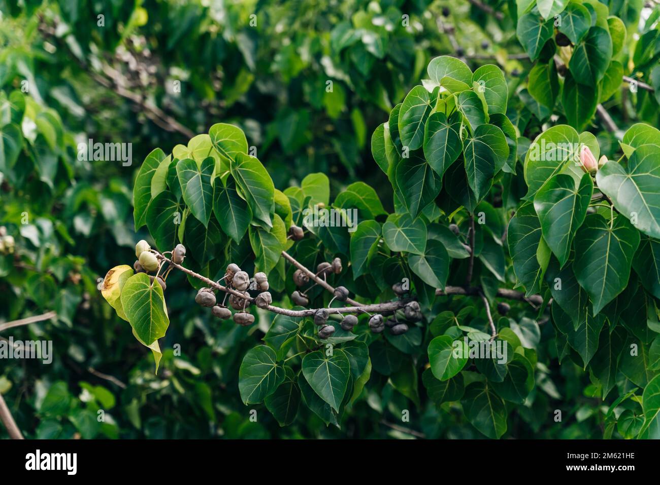 Indian tulip tree hi-res stock photography and images - Alamy
