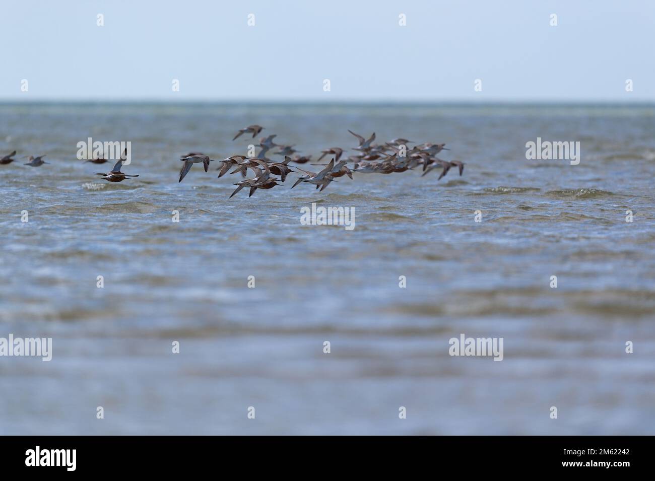 Little stints flying in the air Stock Photo