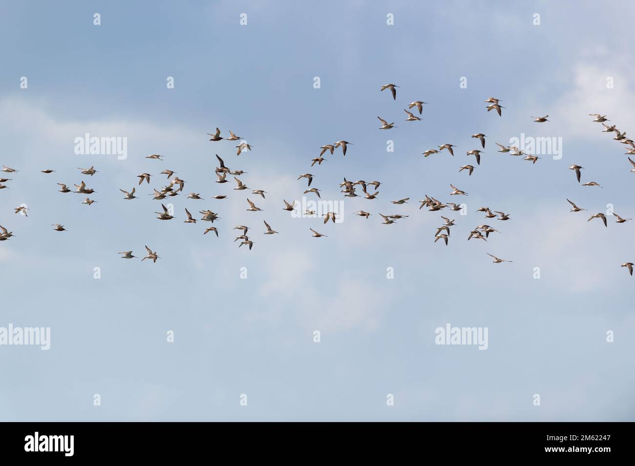 Little stints flying in the air Stock Photo
