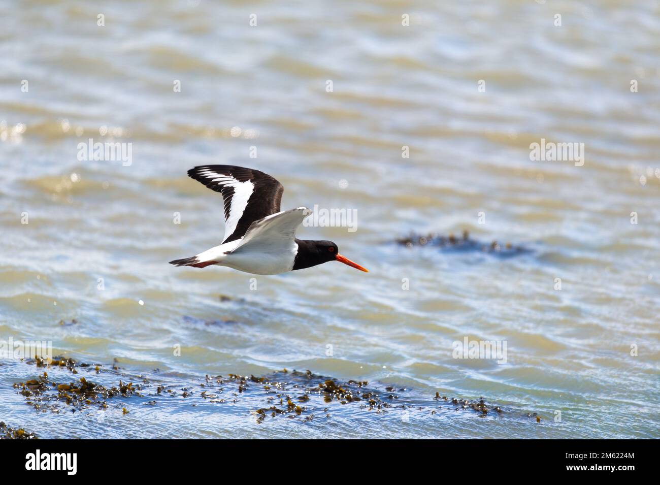 Oyster cather hi-res stock photography and images - Alamy