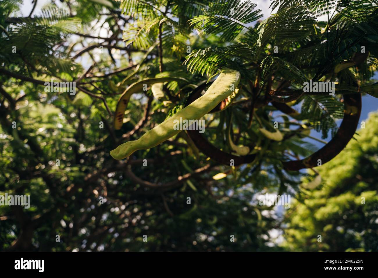 The White Popinac vegetable or (Leucaena leucocephala - in Latin) photogrpahed at close range on the branches . High quality photo Stock Photo