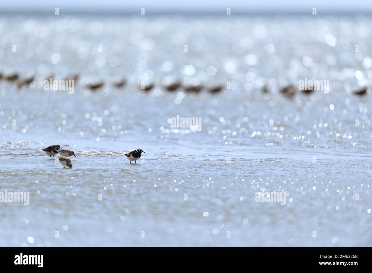 Little stints and sandpipers standing in the sea Stock Photo
