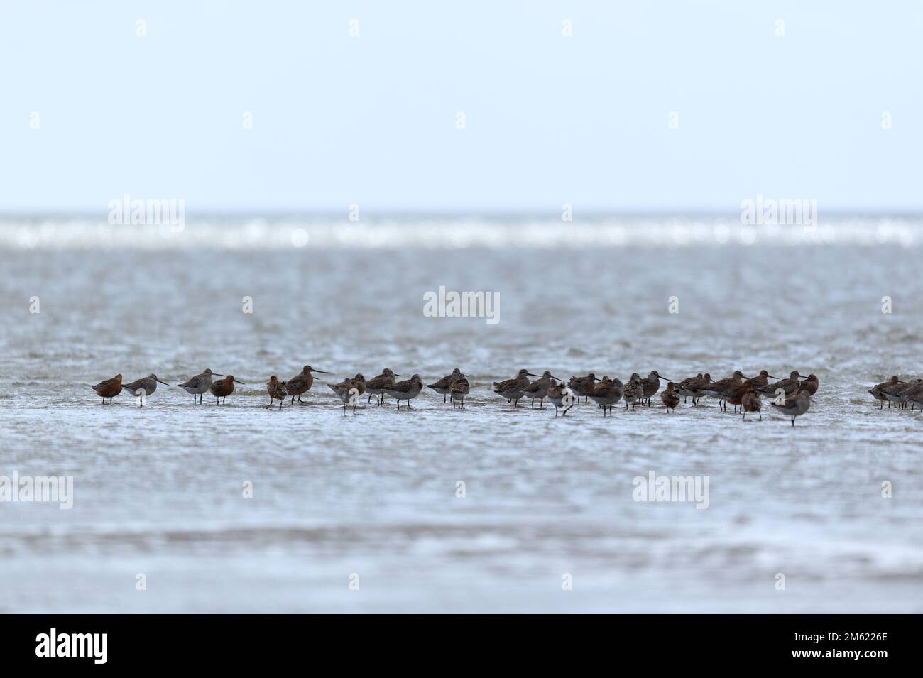 Little stints in the wadden sea in Holland Stock Photo
