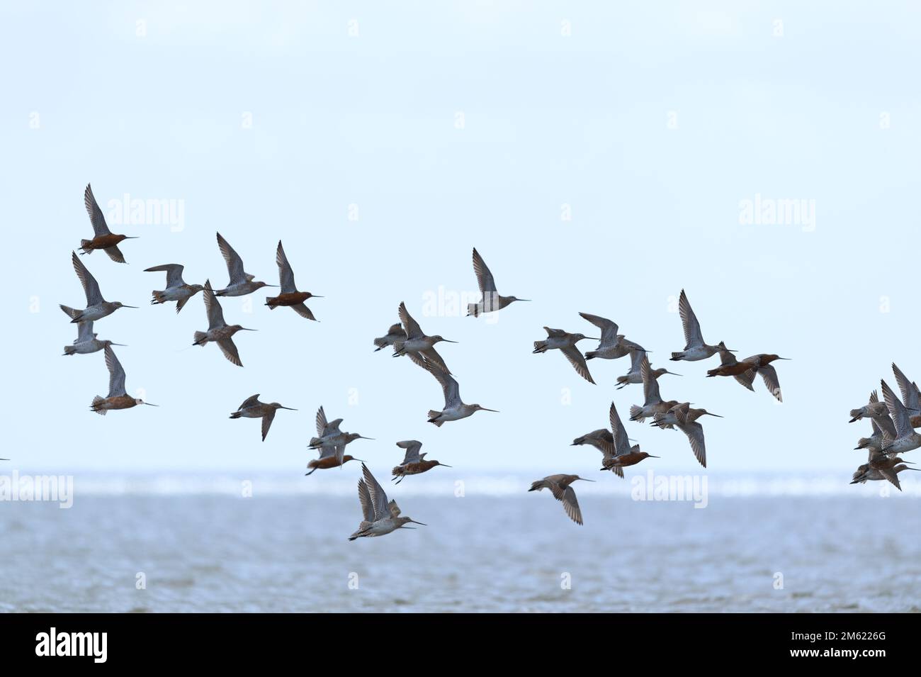 Little stints flying in swarm the air Stock Photo