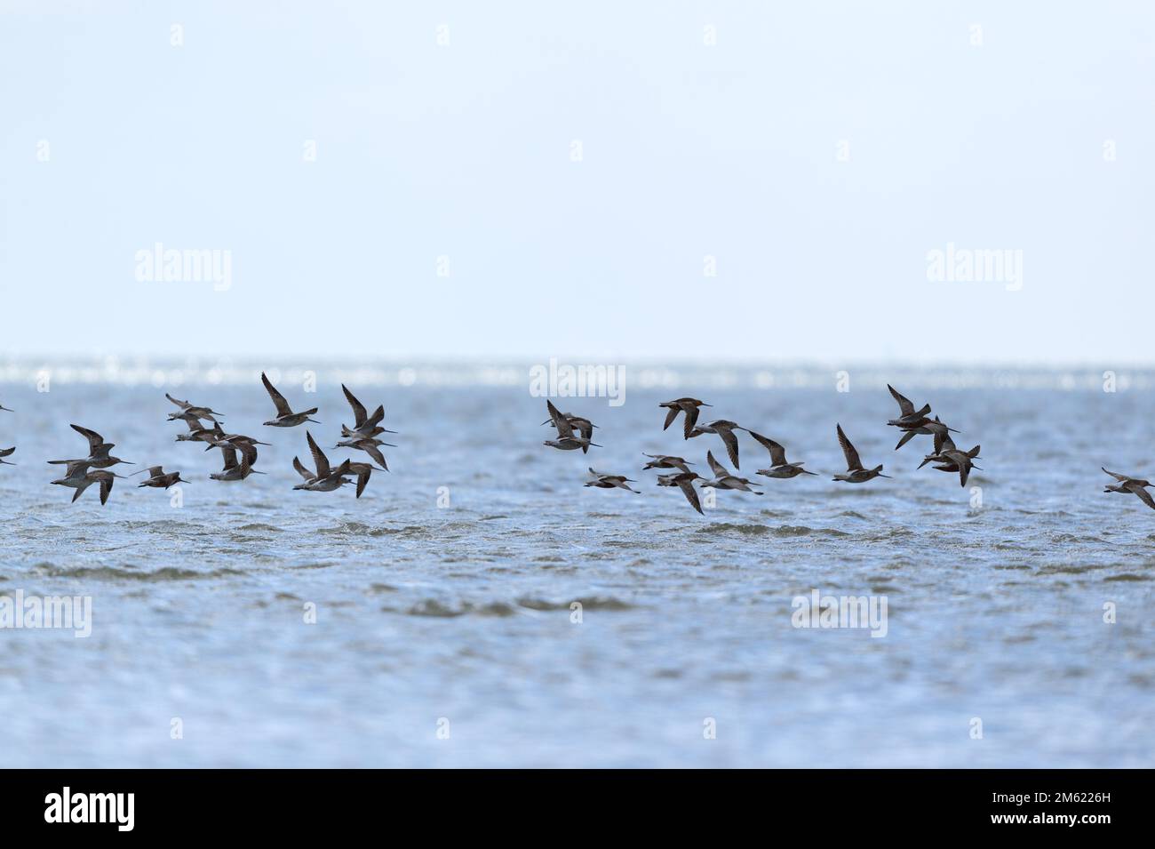 Little stints flying in swarm the air Stock Photo